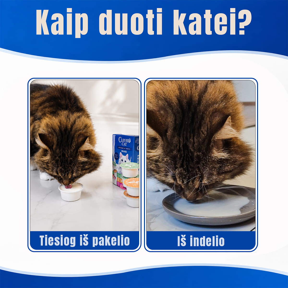 Kaip duoti pieno skanėsta katėms