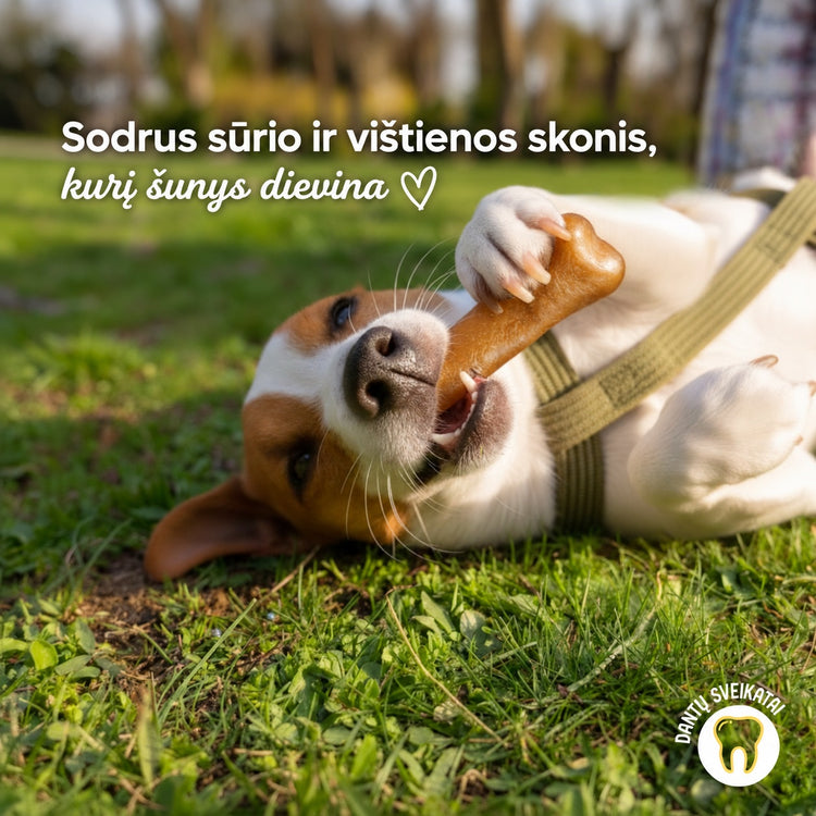 Šuo graužia pluto kramtuką su vištiena